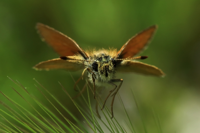 Kelebeklerin yurdu Van Gölü Havzası