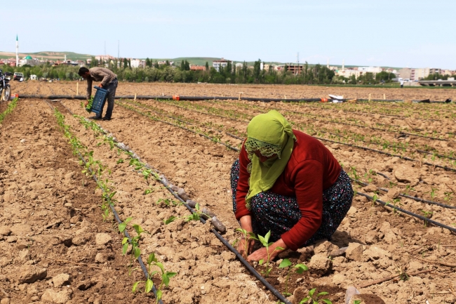 Diyarbakır Bismil Belediyesi ihtiyaç sahibi ailelere tarım arazi tahsis etti