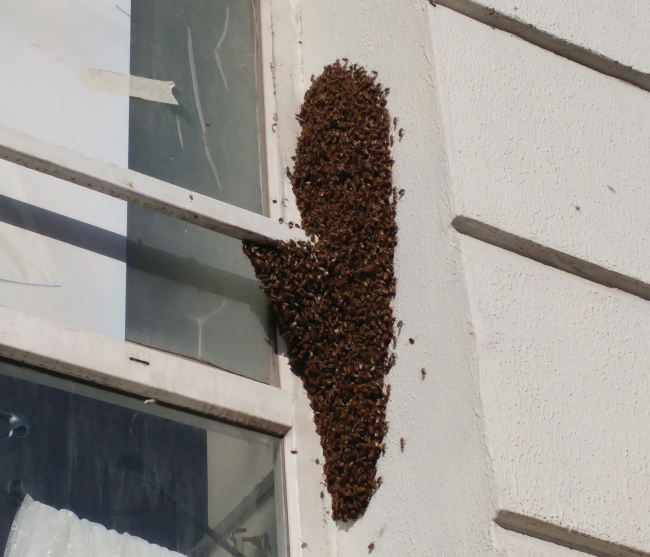 Bağcılar’da arılar caddeyi istila etti