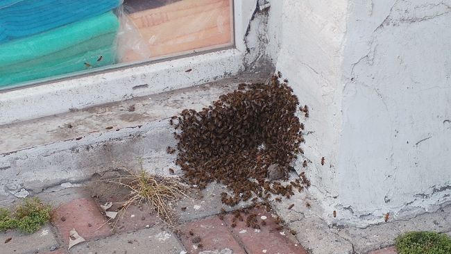 Bağcılar’da arılar caddeyi istila etti