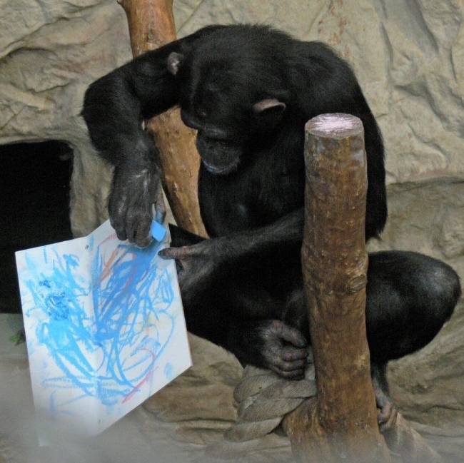 Sanatçı ruhlu Şempanze Lucy'nin resimleri açık artırmayla satışa sunulacak
