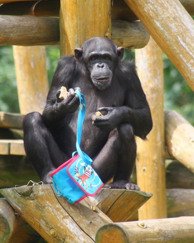 Sanatçı ruhlu Şempanze Lucy'nin resimleri açık artırmayla satışa sunulacak