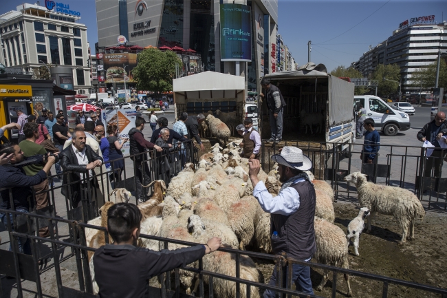 Ankara'nın merkezinde koyun sürüsü