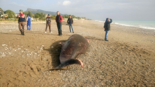 Antalya sahilinde ölü balina bulundu