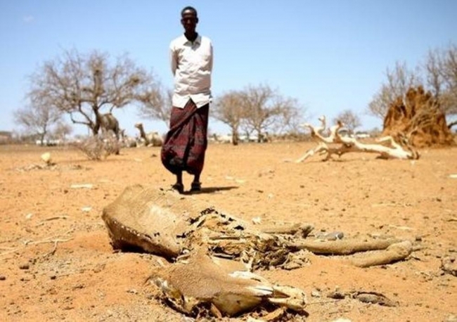 Kenya'daki kuraklık vahşi doğayı da etkiliyor