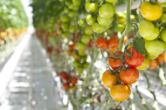 Termal serada üretilen domatesler Avrupa yolcusu