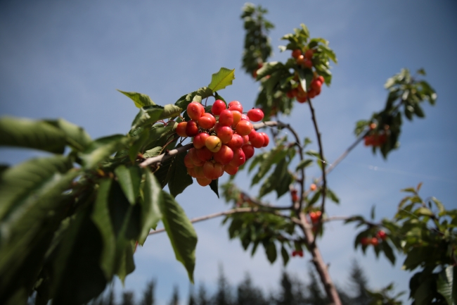 Çukurova'nın erkenci kirazı Uzakdoğu'ya ihraç edilecek