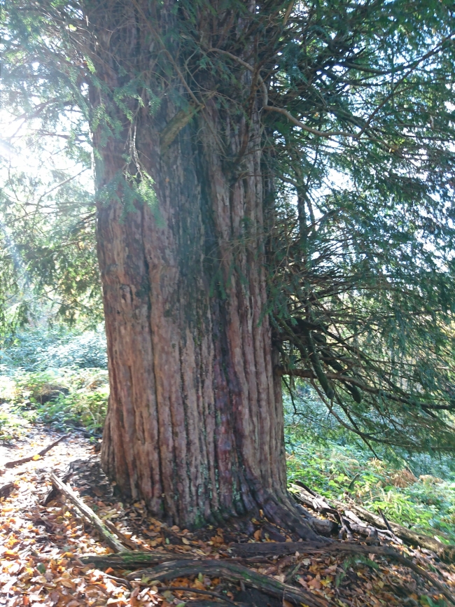 4113 yaşındaki porsuk ağacı tescillendi