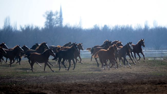 Malatya'da 153 yıllık çiftlikte safkan Arap atları yetiştiriliyor