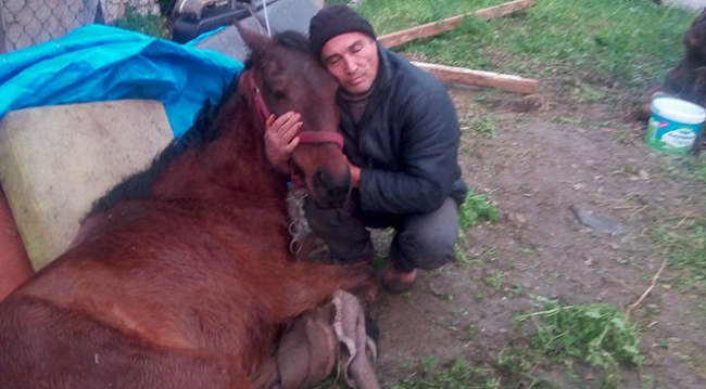 İzmirli hayvanseverden ölüme terk edilen at için yardım çağrısı