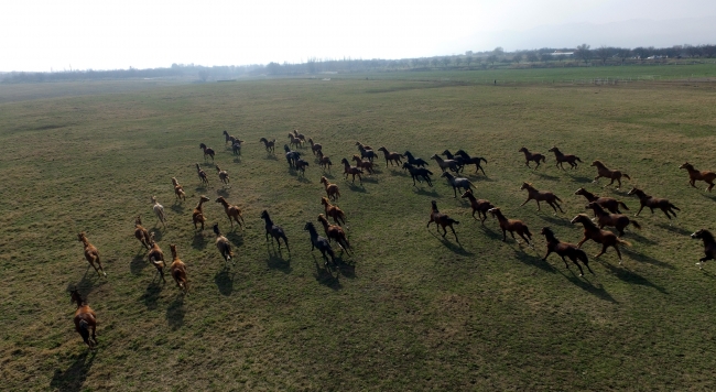 Malatya'da 153 yıllık çiftlikte safkan Arap atları yetiştiriliyor