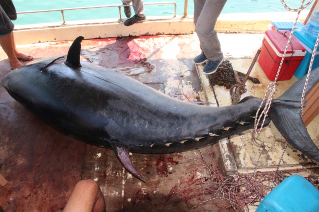 300 kiloluk dev orkinos balıkçının oltasına takıldı