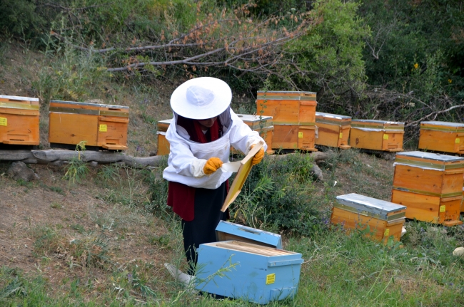 Türkiye'deki 5 arı ırkı ıslah edilecek