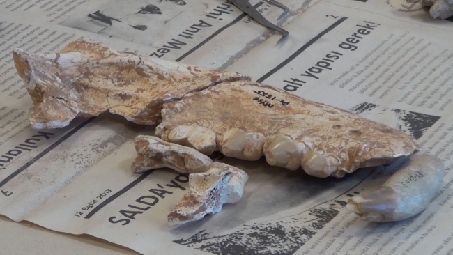 Denizli'de 9 milyon yıllık fosiller bulundu