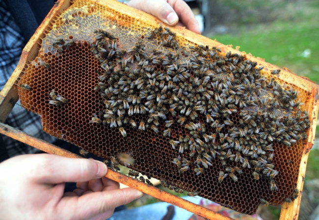 Türkiye'deki 5 arı ırkı ıslah edilecek