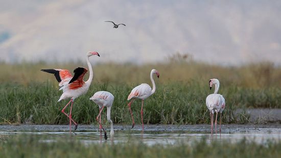 Erçek Gölü'nde flamingoların görsel şöleni