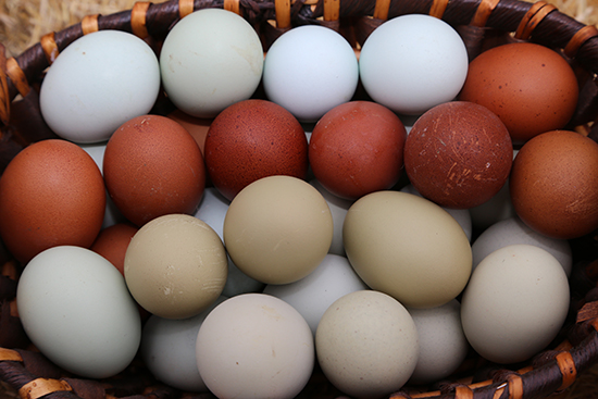 Bu çiftlikte yumurtalar rengarenk