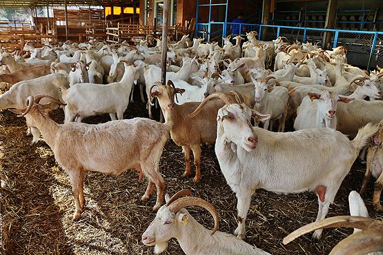 Kurdukları keçi çiftliği hayatlarını değiştirdi