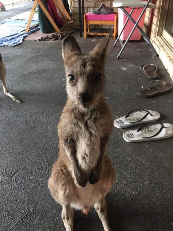 Avustralya, 1 milyondan fazla kanguruyu öldürmeyi planlıyor