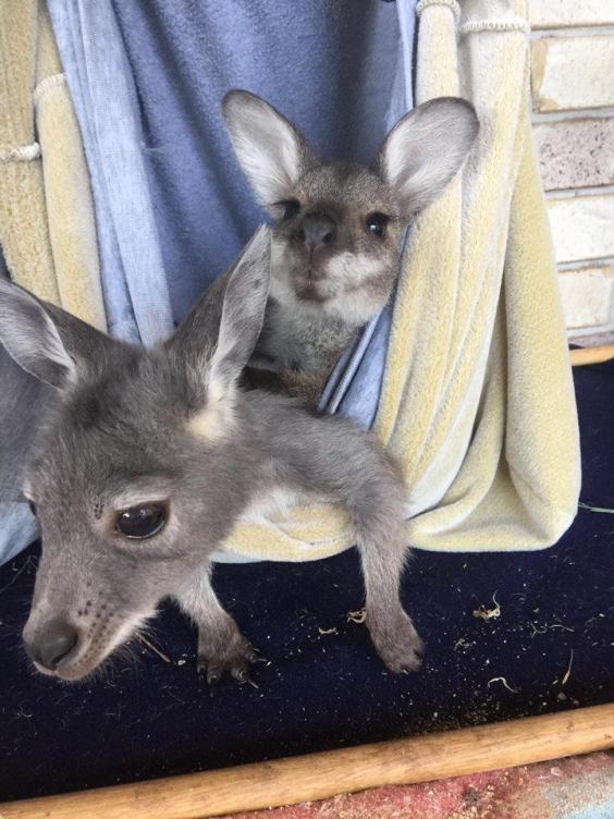 Avustralya, 1 milyondan fazla kanguruyu öldürmeyi planlıyor
