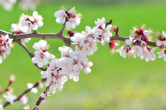 Malatya beyaza büründü