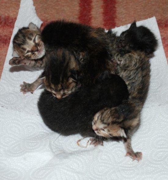 Yapışık altız kedi yavruları görenleri şaşırtıyor 