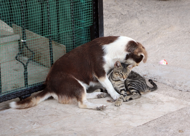 Yavru kediye annelik yapan köpek görenleri şaşırtıyor