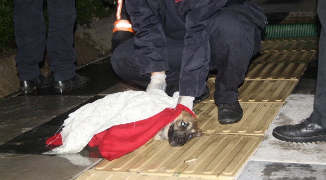Rögarda mahsur kalan yaralı yavru köpek kurtarıldı