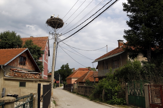 Sırbistan'da leylek dostu kasaba