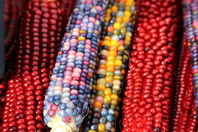"Renkli mısırlar" birçok ülkeden yoğun talep görüyor