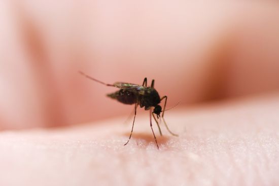 Sivrisinek neden bazı insanları daha çok ısırır?