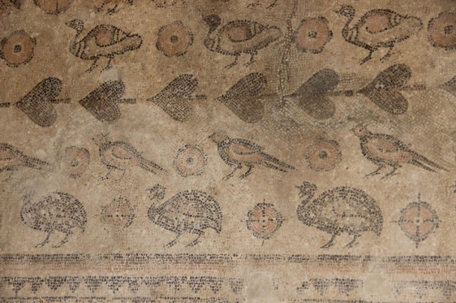 Ahırda Roma dönemine ait tarihi taban mozaiği bulundu