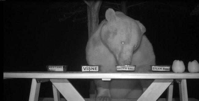 Tesise dadanan ayıların bal testi kamerada