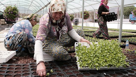 İzmirli çiçek üreticileri talebe yetişemiyor