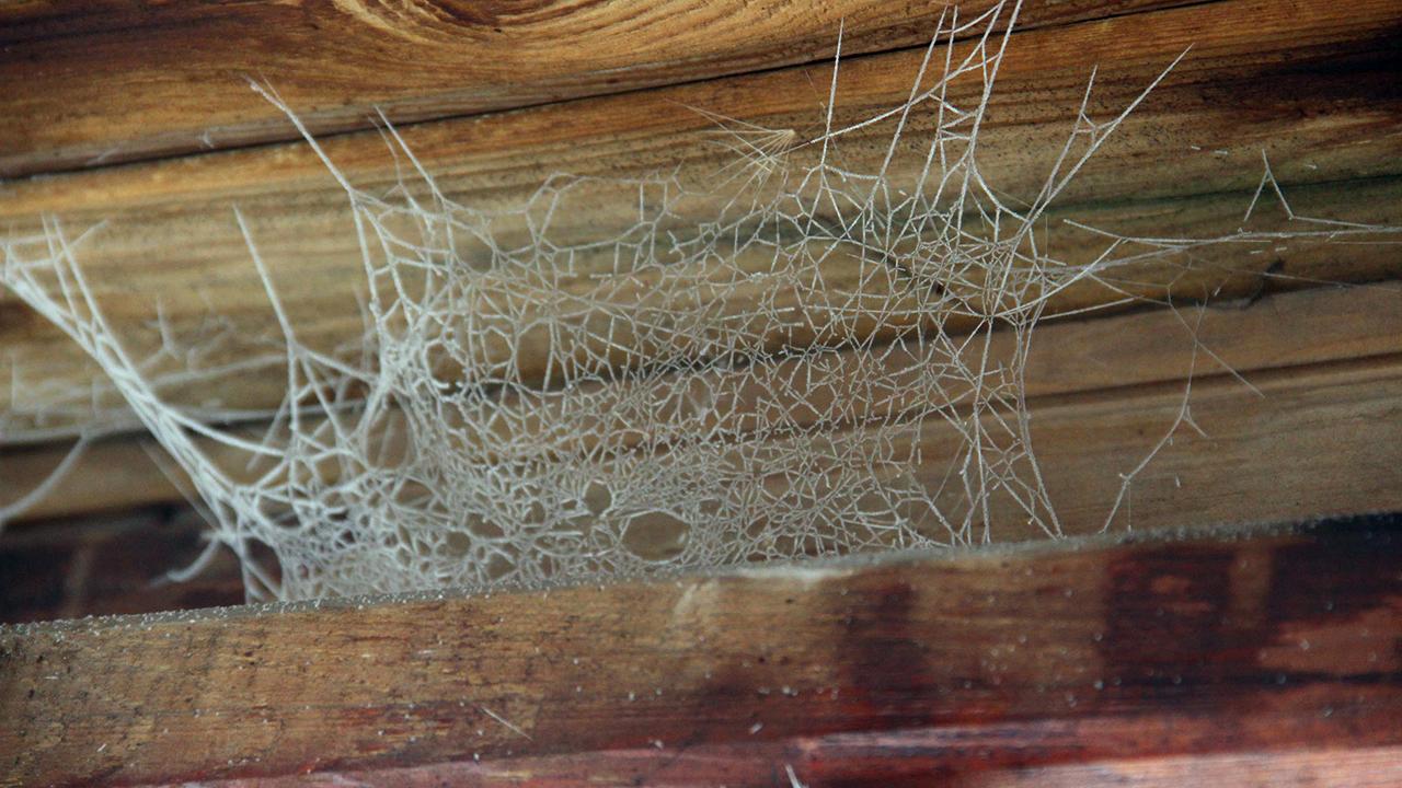 Ardahan eksi 15'i gördü: Örümcek ağı buz tuttu