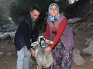 Erzurum'da çalınan kuzularını Bingöl'de buldu