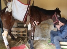 İzmirli hayvanseverden ölüme terk edilen at için yardım çağrısı
