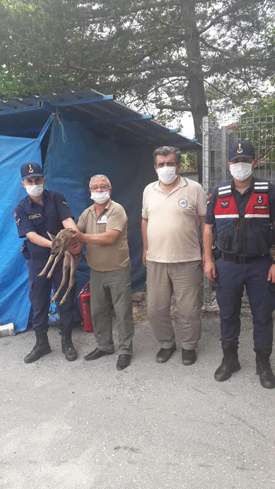 Kastamonu’da 79 yaban hayvan tedavi edildi