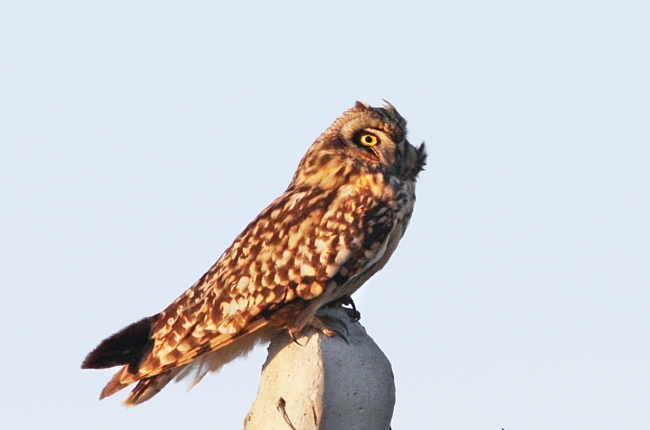 Hersek Lagünü'nde yeni bir kuş türü daha görüldü