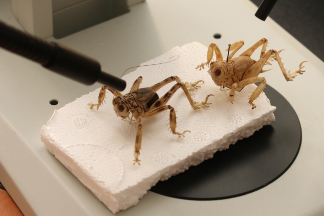 Neslinin tükendiği sanılan çekirge türünü dünyaya tanıtıyor