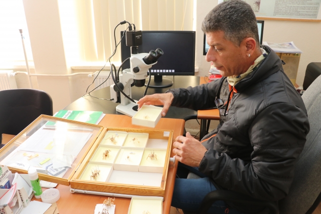 Neslinin tükendiği sanılan çekirge türünü dünyaya tanıtıyor