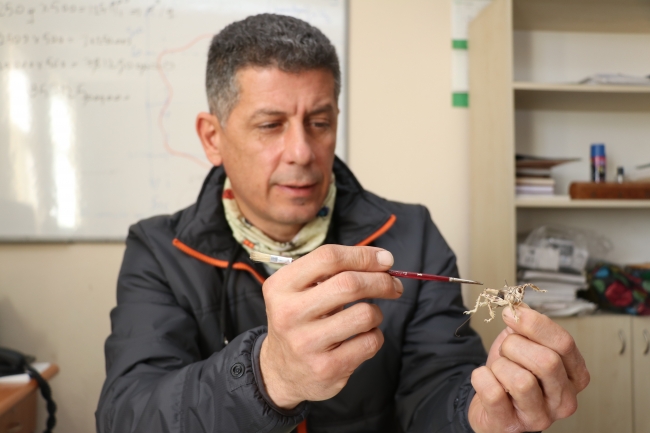 Neslinin tükendiği sanılan çekirge türünü dünyaya tanıtıyor