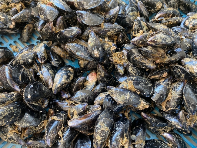 Bakanlığın desteğiyle midye üretim tesisi kurdu