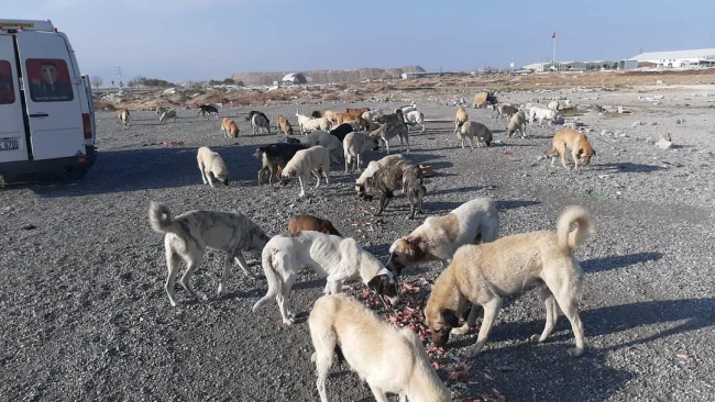 Sigara parasıyla sokak hayvanlarını besliyor