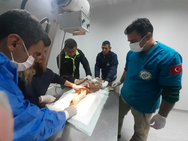 Balıkesir'de nesli tükenme tehlikesi altındaki kızıl akbaba tedaviye alındı