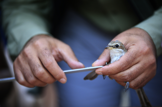 Τα πουλιά που κυκλοφόρησαν στην Αττάλεια μεταναστεύουν στη Σκανδιναβία