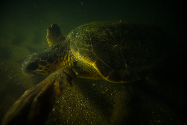 Deniz kaplumbağalarının tehlikeli yolculuğu