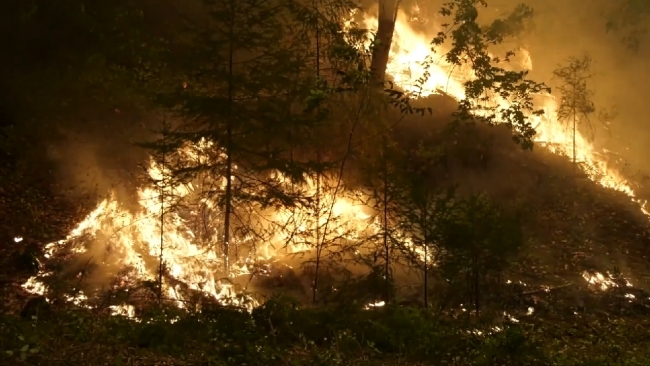 Kaliforniya’daki orman yangını yeniden büyümeye başladı