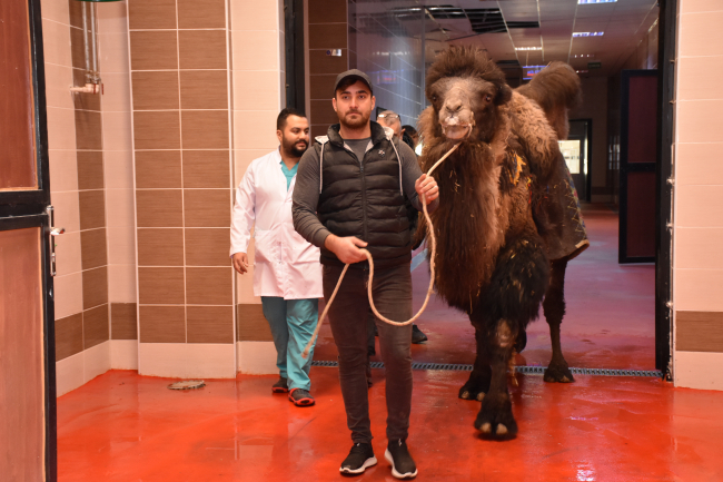 Burdur’da deveye katarakt ameliyatı yapıldı