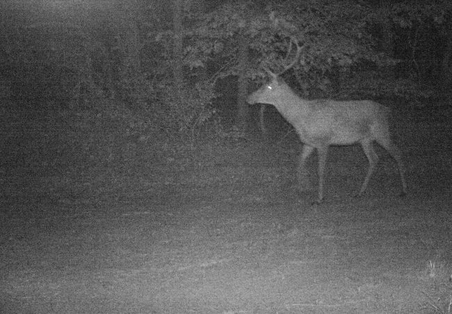 Kızıl geyik Trakya'da ilk kez fotokapanla görüntülendi
